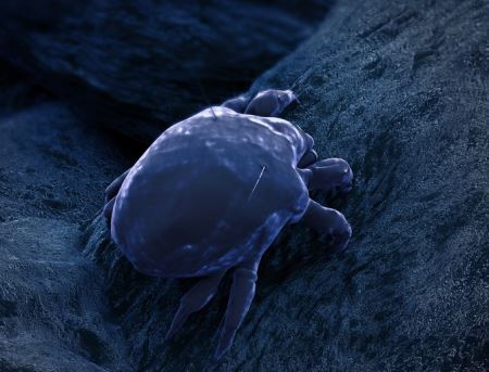 Bed Bugs & Dust Mites