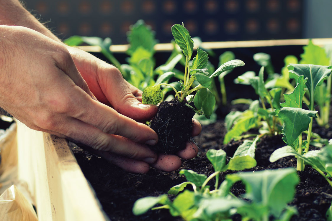 Save Money On Gardening | UK Home Improvement