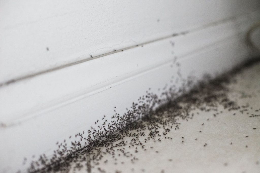 uk-home-improvement-Pest-Proofing-Against-Ants