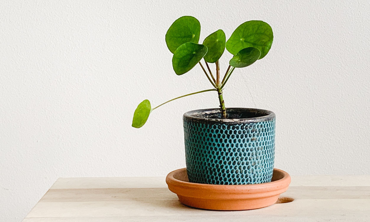 How to Look After a Chinese Money Plant