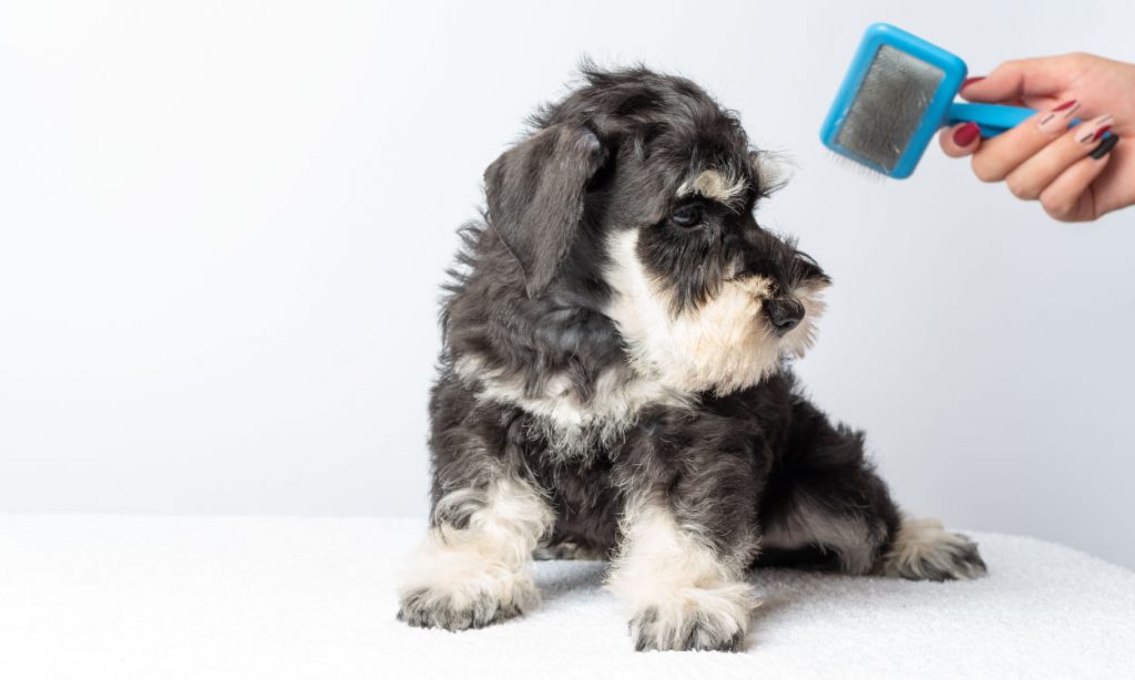 Why Is Dog Grooming Important? UK Home Improvement